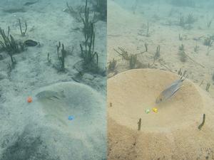 Two featherfins conducting preference trials