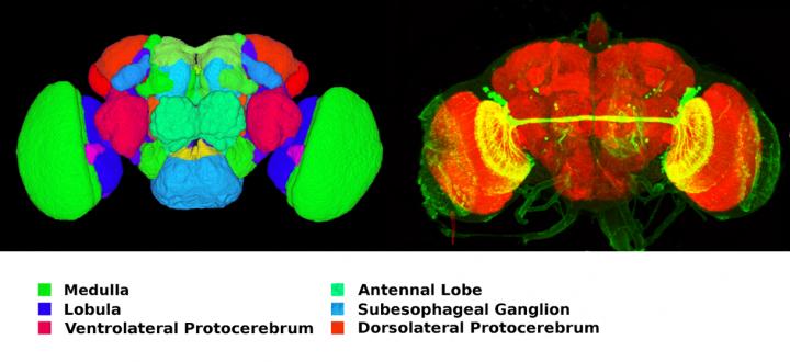 Brain of Fruit Fly