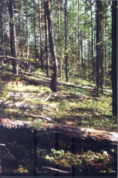 Tunguska-2