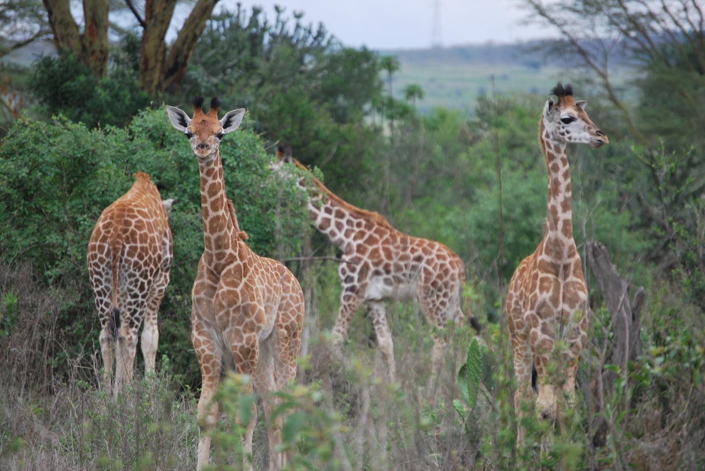 Juvenile Firaffes