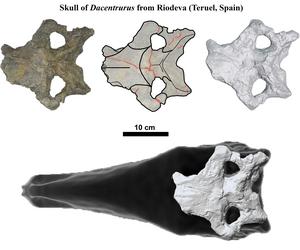 Set of images of a stegosaurian skull found in Europe