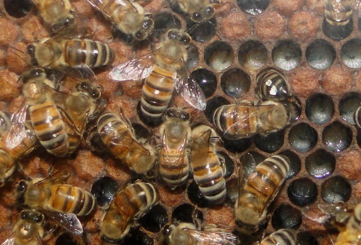 Nurse Bees and Eggs