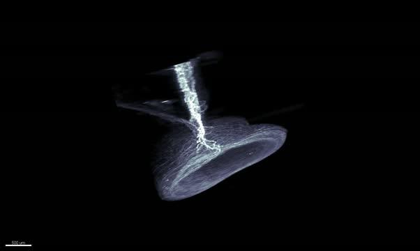 Neurons Say Relax