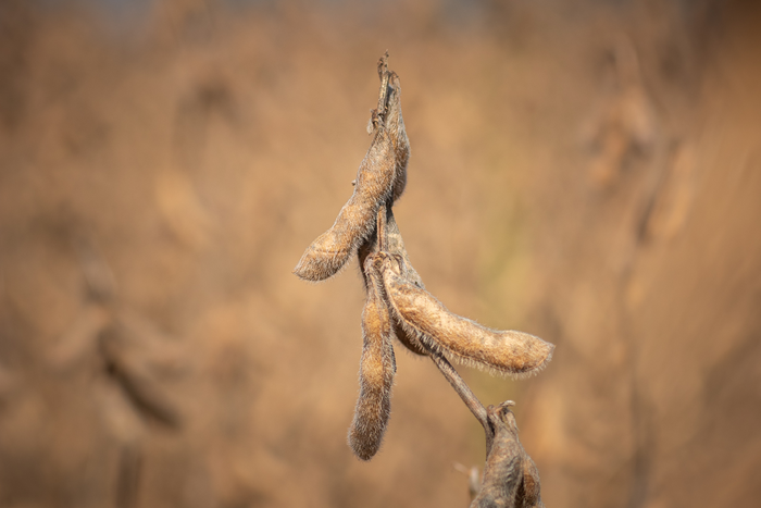 soybean plantation