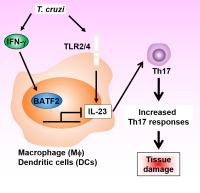 Figure 2: Regulation of Th17 Responses by BATF2 During <em>T. cruzi</em> Infection