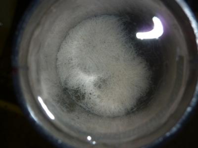 Sulfur Bacteria