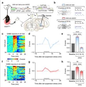 Fig. 6: LHb D-neurons regulate RMTg GABAergic responses to acute stress through trace aminergic signalling.