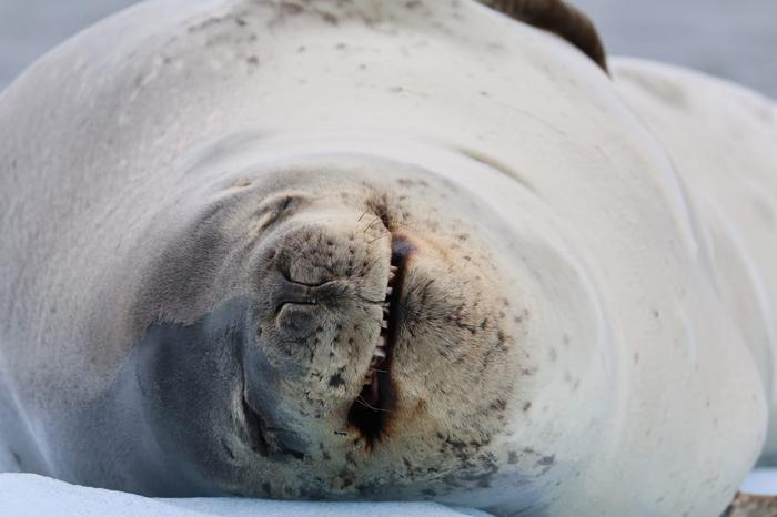 Leopard seal