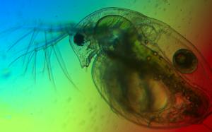 Water flea under microscope
