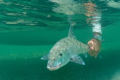 Bonefish with Satellite Tracking Device being Released back into the Ocean