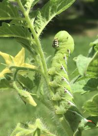 Tobacco hornworm (Manducta sexta) feeding on the cultivated tomato Solanum lycopersicum.