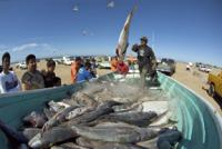 Throwing Fish