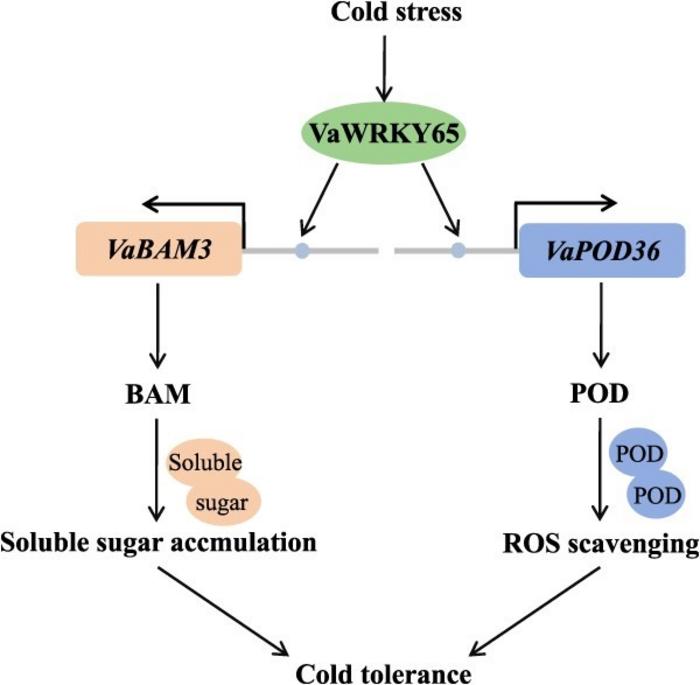 A proposed working model illustrating the regulatory network of VaWRKY65 in cold tolerance.
