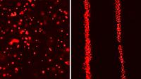 Using Ultrasound to Align Cells in Biofabricated Tissues