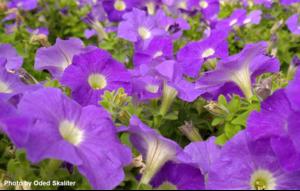 Petunias