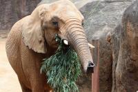 Kelly the Elephant Investigating Her Surroundings with Her Unique Nose