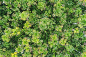 Mauritia canopy