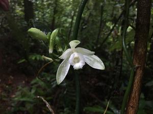 Vanilla hartii flower