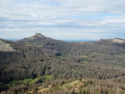 Spruce Beetle Outbreak