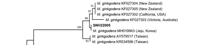The phylogenetic tree