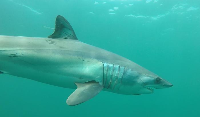 Mako shark 1