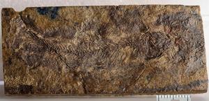Acronichthys maccagnoi fossil