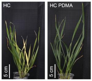 The synthetic mugineic acid PDMA helps plants cope with high-temperature stress