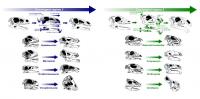 Changes in Skull Anatomy of Herbivorous Dinosaurs