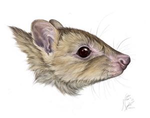 Bettong illustration