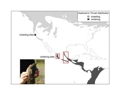 Swainson's Thrush Nesting and Wintering Connectivity