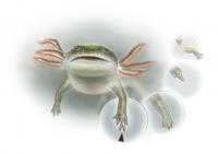 Ancient Amphibian