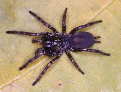 <i>Fufius lucasae</i>