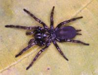 <i>Fufius lucasae</i>