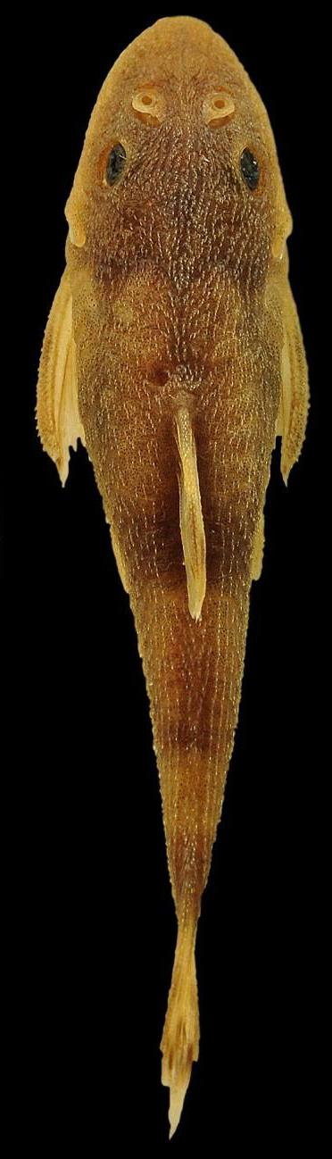 <i>Curculionichthys sabaji</i> (3 of 3)
