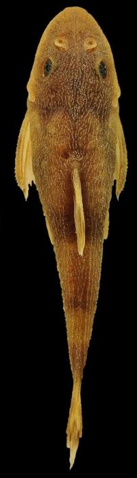 <i>Curculionichthys sabaji</i> (3 of 3)