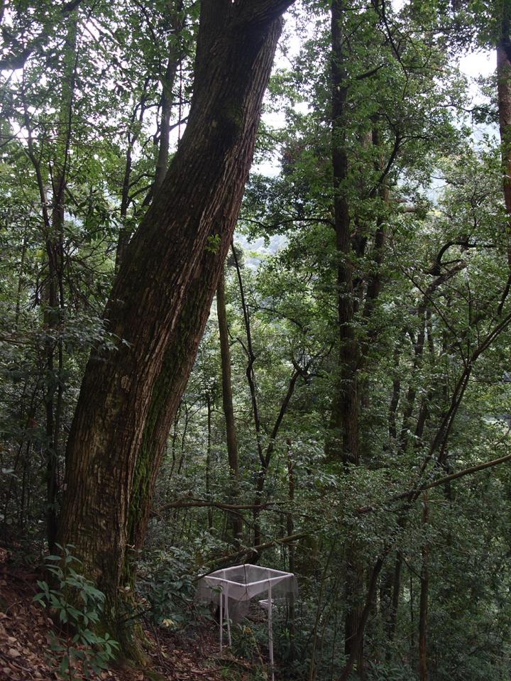 Forest 2