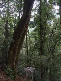 Forest 2