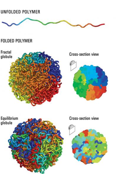 Spatial Maps of the Human Genome Win Grand Prize (2 of 11)