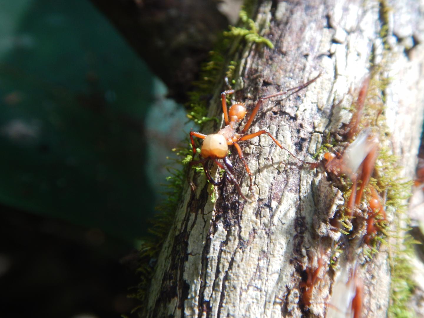 Eciton burchellii