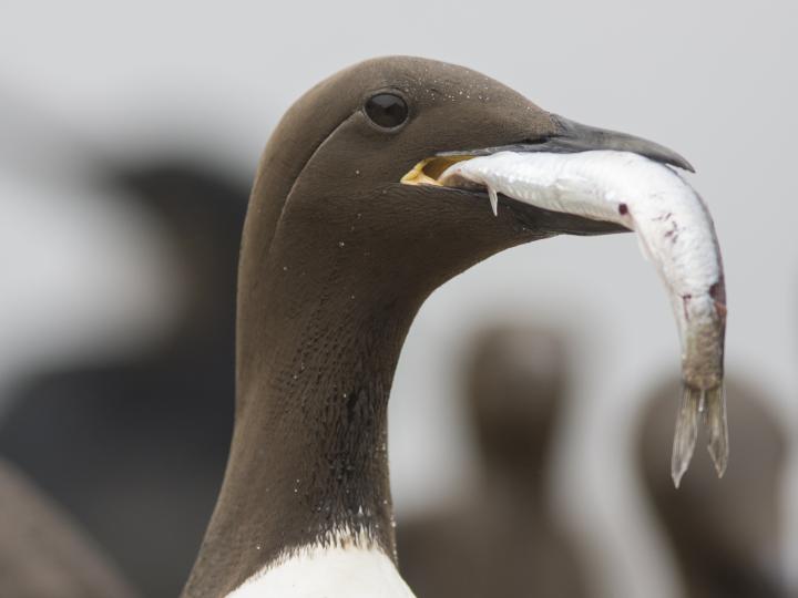 common murre