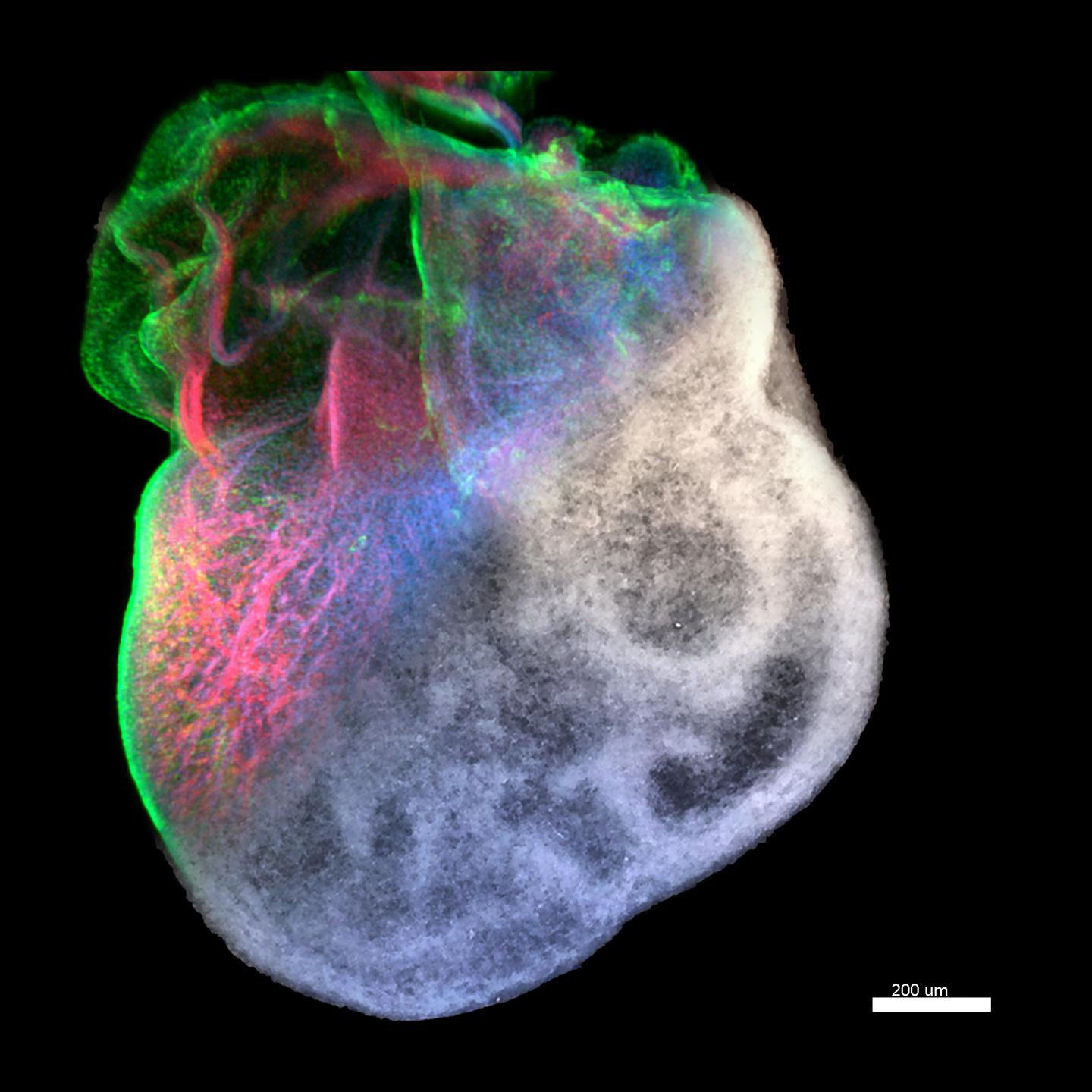 Printing Simplified Anatomy in 3-D (8 of 9)