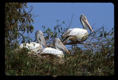 Spot-billed Pelican