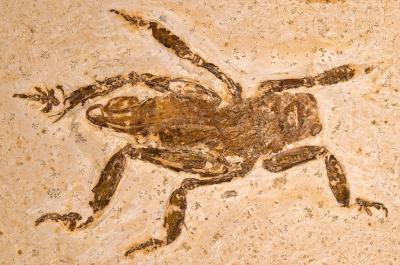 Fossil Ancestor