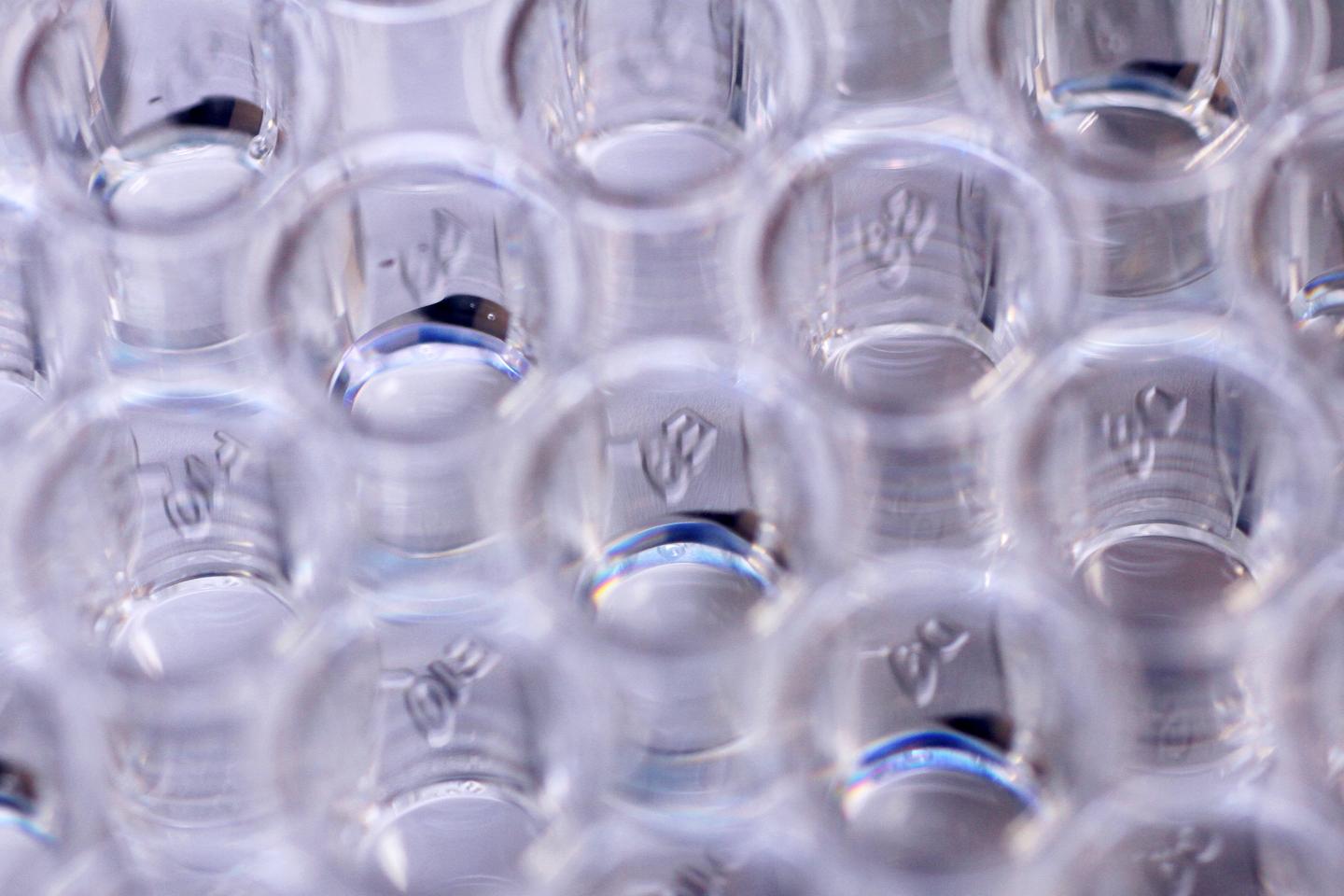 Bacterial Populations