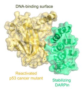 p53 and DARPin