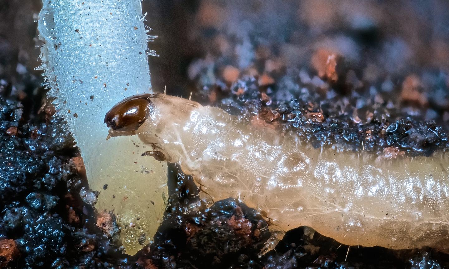 Corn Rootworm Larvae