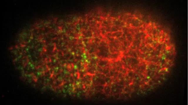 Protein-Based Polymers Provide Inspiration for Materials Research