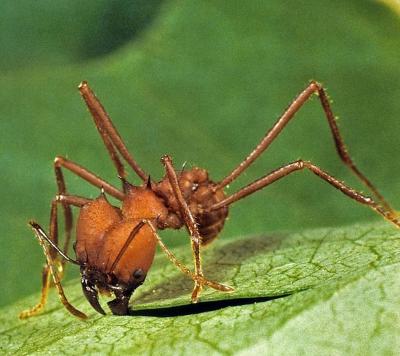 Leaf-cutter Ant