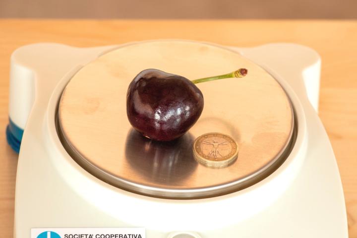 The heaviest cherry in the world