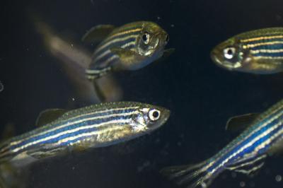 Zebrafish